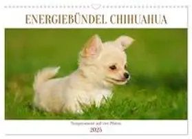 CALVENDO / Starick |  Enegiebündel Chihuahua - Temperament auf vier Pfoten (Wandkalender 2025 DIN A3 quer), CALVENDO Monatskalender | Sonstiges |  Sack Fachmedien