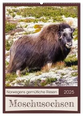 CALVENDO / Webeler |  Moschusochsen - Norwegens gemütliche Riesen (Wandkalender 2025 DIN A2 hoch), CALVENDO Monatskalender | Sonstiges |  Sack Fachmedien