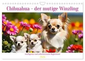 Kleemann / CALVENDO |  Chihuahua - der mutige Winzling (Wandkalender 2026 DIN A4 quer), CALVENDO Monatskalender | Sonstiges |  Sack Fachmedien