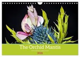 CALVENDO / Brack |  The Orchid Mantis (Wall Calendar 2026 DIN A4 landscape), CALVENDO 12 Month Wall Calendar | Sonstiges |  Sack Fachmedien