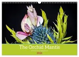 CALVENDO / Brack |  The Orchid Mantis (Wall Calendar 2026 DIN A3 landscape), CALVENDO 12 Month Wall Calendar | Sonstiges |  Sack Fachmedien