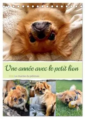 CALVENDO / Schimmack |  Une année avec le petit lion - Le charme du pékinois (Calendrier de bureau 2026 DIN A5 horizontal), CALVENDO calendrier mensuel | Sonstiges |  Sack Fachmedien