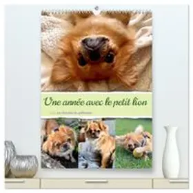 CALVENDO / Schimmack |  Une année avec le petit lion - Le charme du pékinois  (Calendrier mural 2026 DIN A2 horizontal) calendrier de bureau | Sonstiges |  Sack Fachmedien