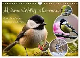 Kleemann / CALVENDO |  Meisen richtig erkennen (Wandkalender 2026 DIN A4 quer), CALVENDO Monatskalender | Sonstiges |  Sack Fachmedien