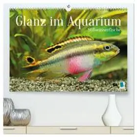 CALVENDO |  Glanz im Aquarium: Süßwasserfische (hochwertiger Premium Wandkalender 2026 DIN A2 quer), Kunstdruck in Hochglanz | Sonstiges |  Sack Fachmedien
