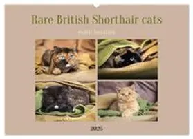 CALVENDO / Bürger |  Rare British Shorthair cats (Wall Calendar 2026 DIN A2 landscape), CALVENDO 12 Month Wall Calendar | Sonstiges |  Sack Fachmedien