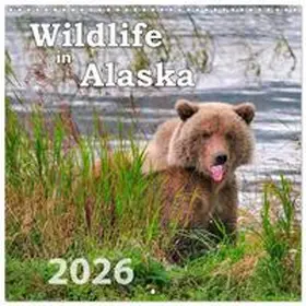 CALVENDO / Wilczek |  Wildlife in Alaska (Wall Calendar 2026 12 × 12 Inch) CALVENDO 12 Month Wall Calendar | Sonstiges |  Sack Fachmedien