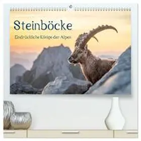 Kramer / CALVENDO |  Steinböcke - Eindrückliche Könige der Alpen (hochwertiger Premium Wandkalender 2026 DIN A2 quer), Kunstdruck in Hochglanz | Sonstiges |  Sack Fachmedien