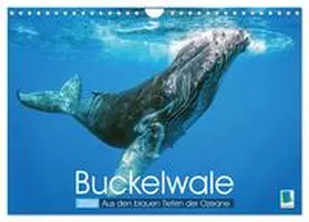 CALVENDO |  Buckelwale: Aus den blauen Tiefen der Ozeane (Wandkalender 2026 DIN A4 quer), CALVENDO Monatskalender | Sonstiges |  Sack Fachmedien