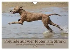 Bittner / CALVENDO |  Freunde auf vier Pfoten am Strand (Wandkalender 2026 DIN A4 quer), CALVENDO Monatskalender | Sonstiges |  Sack Fachmedien