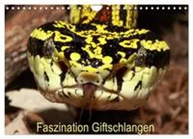 Aeberhard / CALVENDO |  Faszination Giftschlangen (Wandkalender 2026 DIN A4 quer), CALVENDO Monatskalender | Sonstiges |  Sack Fachmedien