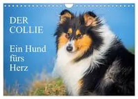Starick / CALVENDO |  Der Collie - ein Hund fürs Herz (Wandkalender 2026 DIN A4 quer), CALVENDO Monatskalender | Sonstiges |  Sack Fachmedien