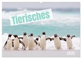 Odermatt / CALVENDO |  Tierisches von den Falklandinseln (Wandkalender 2026 DIN A2 quer), CALVENDO Monatskalender | Sonstiges |  Sack Fachmedien