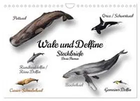 Thomas / CALVENDO |  Wale und Delfine Steckbriefe (Wandkalender 2026 DIN A4 quer), CALVENDO Monatskalender | Sonstiges |  Sack Fachmedien