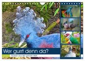 Kleemann / CALVENDO |  Wer gurrt denn da? (Wandkalender 2026 DIN A4 quer), CALVENDO Monatskalender | Sonstiges |  Sack Fachmedien