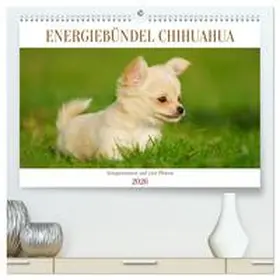 Starick / CALVENDO |  Enegiebündel Chihuahua - Temperament auf vier Pfoten (hochwertiger Premium Wandkalender 2026 DIN A2 quer), Kunstdruck in Hochglanz | Sonstiges |  Sack Fachmedien