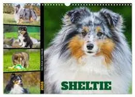 Starick / CALVENDO |  Sheltie - Ein Stück vom Glück (Wandkalender 2026 DIN A3 quer), CALVENDO Monatskalender | Sonstiges |  Sack Fachmedien