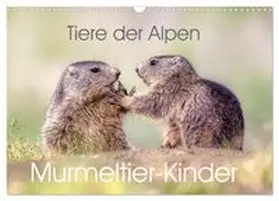CALVENDO / Kuhn |  Tiere der Alpen - Murmeltier-Kinder (Wandkalender 2026 DIN A3 quer), CALVENDO Monatskalender | Sonstiges |  Sack Fachmedien