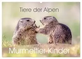 CALVENDO / Kuhn |  Tiere der Alpen - Murmeltier-Kinder (Wandkalender 2026 DIN A2 quer), CALVENDO Monatskalender | Sonstiges |  Sack Fachmedien