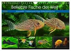 Pohlmann / CALVENDO |  Beliebte Fische der Welt (Wandkalender 2026 DIN A4 quer), CALVENDO Monatskalender | Sonstiges |  Sack Fachmedien