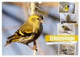 Löwer / CALVENDO |  Erlenzeisige (Wandkalender 2026 DIN A3 quer), CALVENDO Monatskalender | Sonstiges |  Sack Fachmedien
