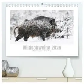 CALVENDO / Breuer |  Wildschweine - Wildlife Fotografien (hochwertiger Premium Wandkalender 2026 DIN A2 quer), Kunstdruck in Hochglanz | Sonstiges |  Sack Fachmedien