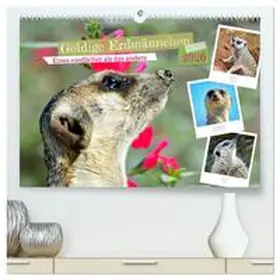 Kleemann / CALVENDO |  Goldige Erdmännchen (hochwertiger Premium Wandkalender 2026 DIN A2 quer), Kunstdruck in Hochglanz | Sonstiges |  Sack Fachmedien