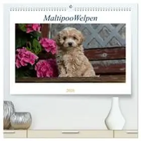 Schultz / CALVENDO |  Maltipoo Welpen (hochwertiger Premium Wandkalender 2026 DIN A2 quer), Kunstdruck in Hochglanz | Sonstiges |  Sack Fachmedien