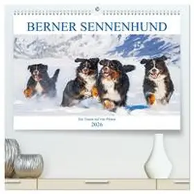 Starick / CALVENDO |  Berner Sennenhund - Ein Traum auf vier Pfoten (hochwertiger Premium Wandkalender 2026 DIN A2 quer), Kunstdruck in Hochglanz | Sonstiges |  Sack Fachmedien