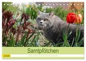 Kraus / CALVENDO |  Samtpfötchen - Die treusten Begleiter 2026 (Tischkalender 2026 DIN A5 quer), CALVENDO Monatskalender | Sonstiges |  Sack Fachmedien