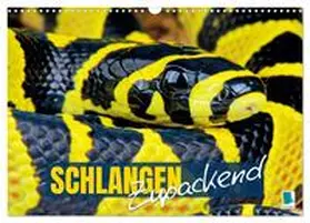 CALVENDO |  Schlangen: Zupackend (Wandkalender 2026 DIN A3 quer), CALVENDO Monatskalender | Sonstiges |  Sack Fachmedien