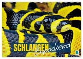 CALVENDO |  Schlangen: Zupackend (Wandkalender 2026 DIN A2 quer), CALVENDO Monatskalender | Sonstiges |  Sack Fachmedien