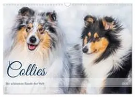 Starick / CALVENDO |  Collies - die schönsten Hunde der Welt (Wandkalender 2026 DIN A3 quer), CALVENDO Monatskalender | Sonstiges |  Sack Fachmedien