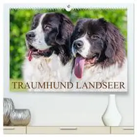 Starick / CALVENDO |  Traumhund Landseer (hochwertiger Premium Wandkalender 2026 DIN A2 quer), Kunstdruck in Hochglanz | Sonstiges |  Sack Fachmedien