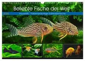 Pohlmann / CALVENDO |  Beliebte Fische der Welt (Wandkalender 2026 DIN A3 quer), CALVENDO Monatskalender | Sonstiges |  Sack Fachmedien