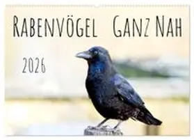 CALVENDO / Voss |  Rabenvögel - ganz nah (Wandkalender 2026 DIN A2 quer), CALVENDO Monatskalender | Sonstiges |  Sack Fachmedien