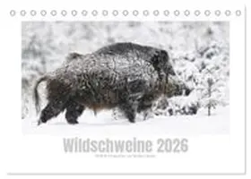 CALVENDO / Breuer |  Wildschweine - Wildlife Fotografien (Tischkalender 2026 DIN A5 quer), CALVENDO Monatskalender | Sonstiges |  Sack Fachmedien