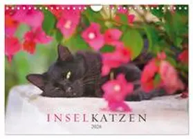 Krutz / CALVENDO |  Inselkatzen (Wandkalender 2026 DIN A4 quer), CALVENDO Monatskalender | Sonstiges |  Sack Fachmedien