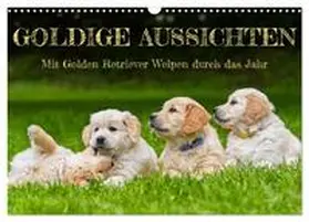 Starick / CALVENDO |  Goldige Aussichten - Mit Golden Retriever Welpen durch das Jahr (Wandkalender 2026 DIN A3 quer), CALVENDO Monatskalender | Sonstiges |  Sack Fachmedien