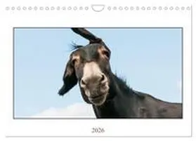 Bölts / CALVENDO |  Esel Lebensfreude - Spaß mit Langohren (Wandkalender 2026 DIN A4 quer), CALVENDO Monatskalender | Sonstiges |  Sack Fachmedien