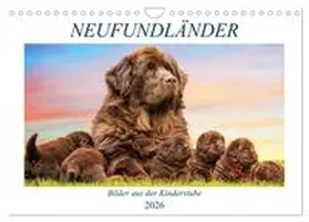 Starick / CALVENDO |  Neufundländer - Bilder aus der Kinderstube (Wandkalender 2026 DIN A4 quer), CALVENDO Monatskalender | Sonstiges |  Sack Fachmedien