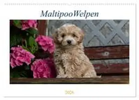 Schultz / CALVENDO |  Maltipoo Welpen (Wandkalender 2026 DIN A2 quer), CALVENDO Monatskalender | Sonstiges |  Sack Fachmedien