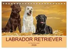Starick / CALVENDO |  Labrador Retriever - Ein Freund für´s Leben (Tischkalender 2026 DIN A5 quer), CALVENDO Monatskalender | Sonstiges |  Sack Fachmedien