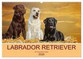 Starick / CALVENDO |  Labrador Retriever - Ein Freund für´s Leben (Wandkalender 2026 DIN A2 quer), CALVENDO Monatskalender | Sonstiges |  Sack Fachmedien
