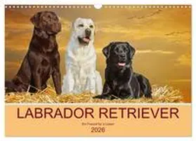 Starick / CALVENDO |  Labrador Retriever - Ein Freund für´s Leben (Wandkalender 2026 DIN A3 quer), CALVENDO Monatskalender | Sonstiges |  Sack Fachmedien