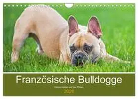 Starick / CALVENDO |  Französische Bulldogge - Kleine Helden auf vier Pfoten (Wandkalender 2026 DIN A4 quer), CALVENDO Monatskalender | Sonstiges |  Sack Fachmedien