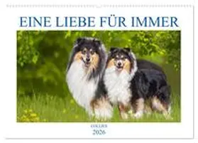 Starick / CALVENDO |  Eine Liebe für immer - Collies (Wandkalender 2026 DIN A2 quer), CALVENDO Monatskalender | Sonstiges |  Sack Fachmedien