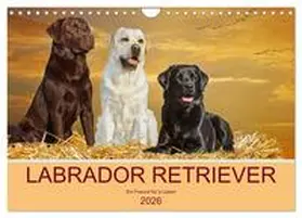 Starick / CALVENDO |  Labrador Retriever - Ein Freund für´s Leben (Wandkalender 2026 DIN A4 quer), CALVENDO Monatskalender | Sonstiges |  Sack Fachmedien