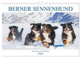 Starick / CALVENDO |  Berner Sennenhund - Ein Traum auf vier Pfoten (Wandkalender 2026 DIN A4 quer), CALVENDO Monatskalender | Sonstiges |  Sack Fachmedien