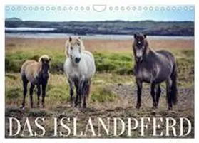 Krämer / CALVENDO |  Das Islandpferd (Wandkalender 2026 DIN A4 quer), CALVENDO Monatskalender | Sonstiges |  Sack Fachmedien
